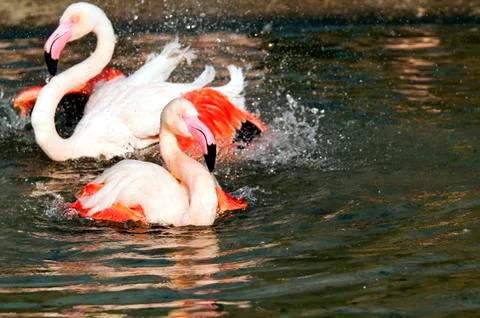 Flamingo Foto stock