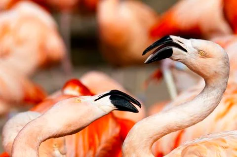 Flamingo Stock Photos