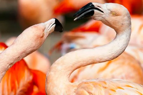 Flamingo Stock Photos