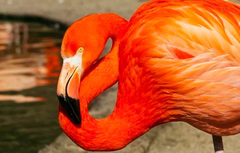 Flamingo Stock Photos
