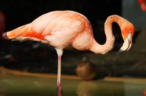 Flamingo Stock Photos