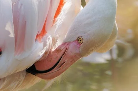 Flamingo Stock Photos