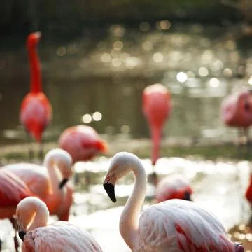 Flamingo Stock Photos