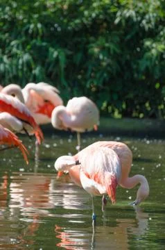 Flamingo Stock Photos
