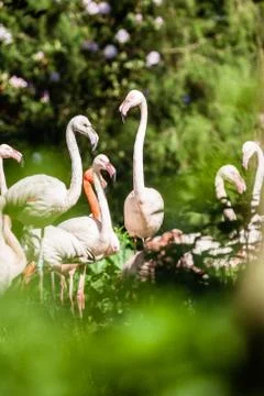 Flamingo Stock Photos