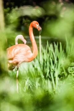 Flamingo Stock Photos