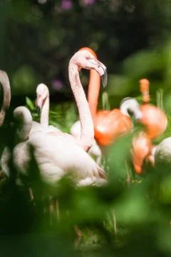 Flamingo Stock Photos