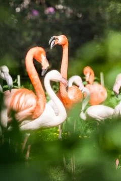 Flamingo Stock Photos