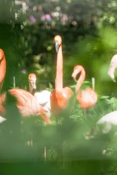Flamingo Stock Photos