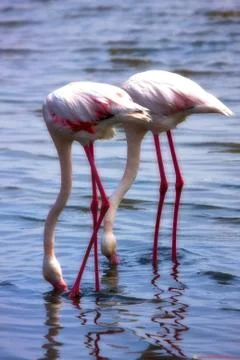 Flamingo Stock Photos