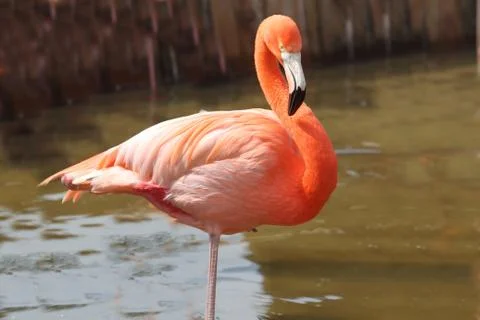 Flamingo Stock Photos
