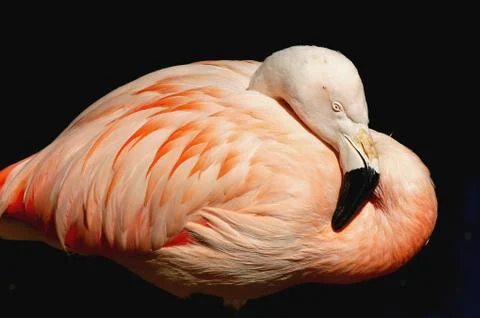 Flamingo Stock Photos