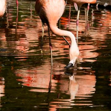 Flamingo Stock Photos