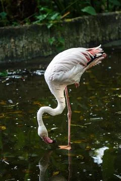 Flamingo 스톡 사진