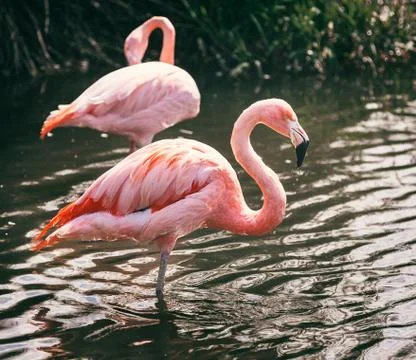 Flamingo Stock Photos