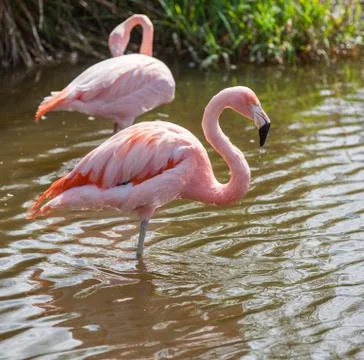 Flamingo Stock Photos