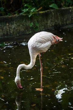Flamingo Stock Photos