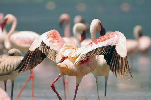 Flamingo Stock Photos