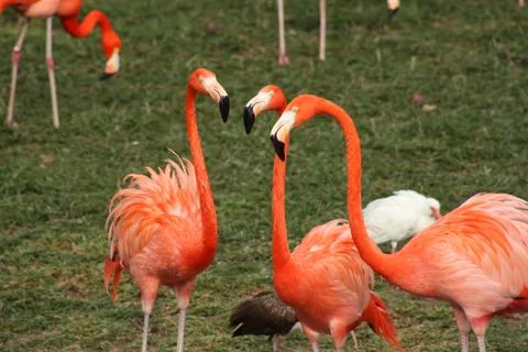 Flamingo Stock Photos