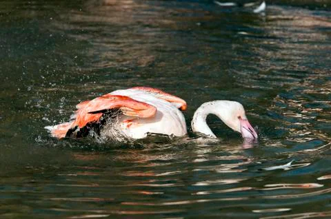 Flamingo Stock Photos