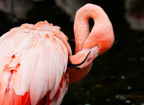 Flamingo Foto stock
