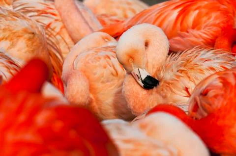Flamingo Stock Photos