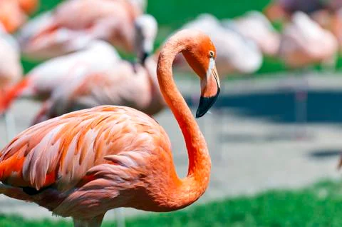 Flamingo Stock Photos