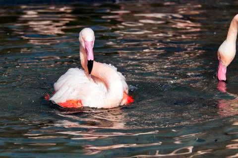 Flamingo Foto stock