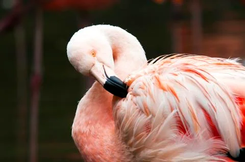 Flamingo Stock Photos