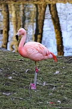 Flamingo Stock Photos