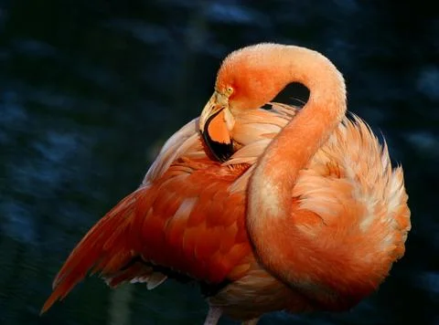 Flamingo Stock Photos