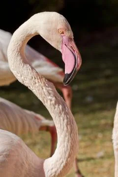 Flamingo Foto stock