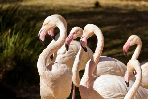 Flamingo Stock Photos