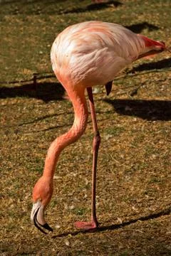 Flamingo Foto stock
