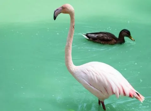 Flamingo Stock Photos