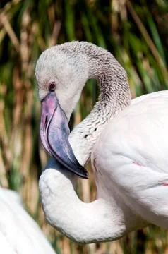 Flamingo Stock Photos