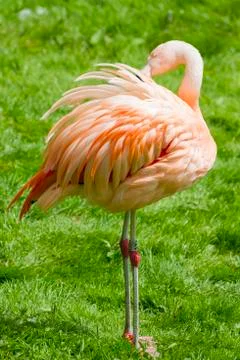Flamingo Stock Photos
