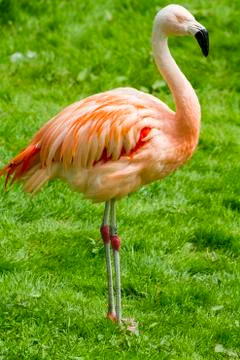 Flamingo Stock Photos