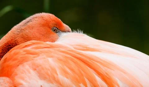 Flamingo Foto stock