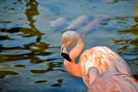 Flamingo Stock Photos