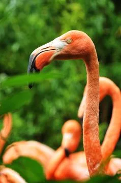 Flamingo Stock Photos