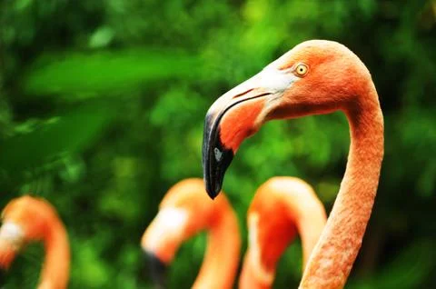 Flamingo Stock Photos