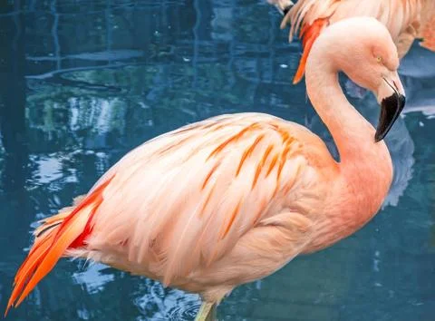 Flamingo Stock Photos
