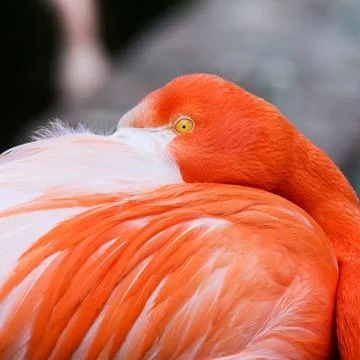 Flamingo Stock Photos