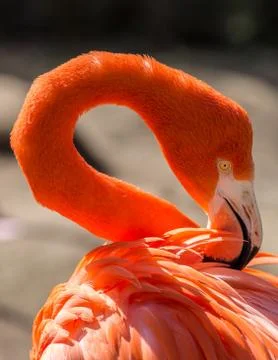 Flamingo Stock Photos