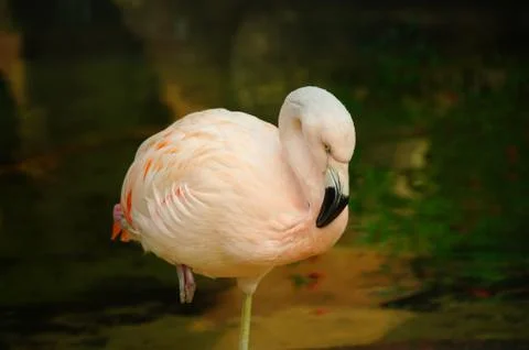 Flamingo Stock Photos