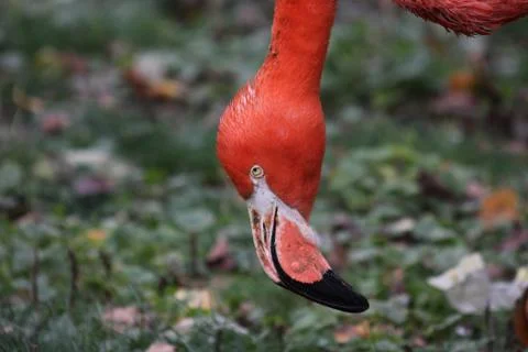 Flamingo Stock Photos