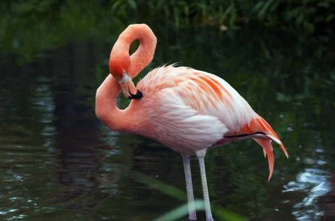 Flamingo Stock Photos