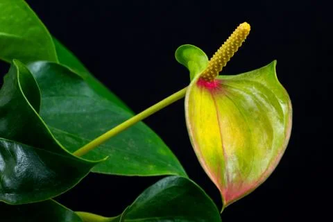 Flamingo Stock Photos