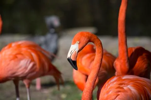 Flamingo Stock Photos